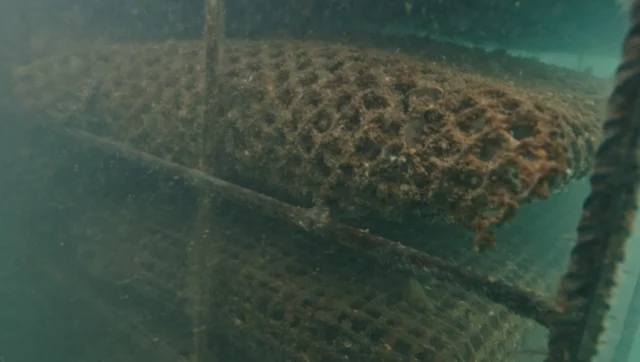Huitres poget fort boyard