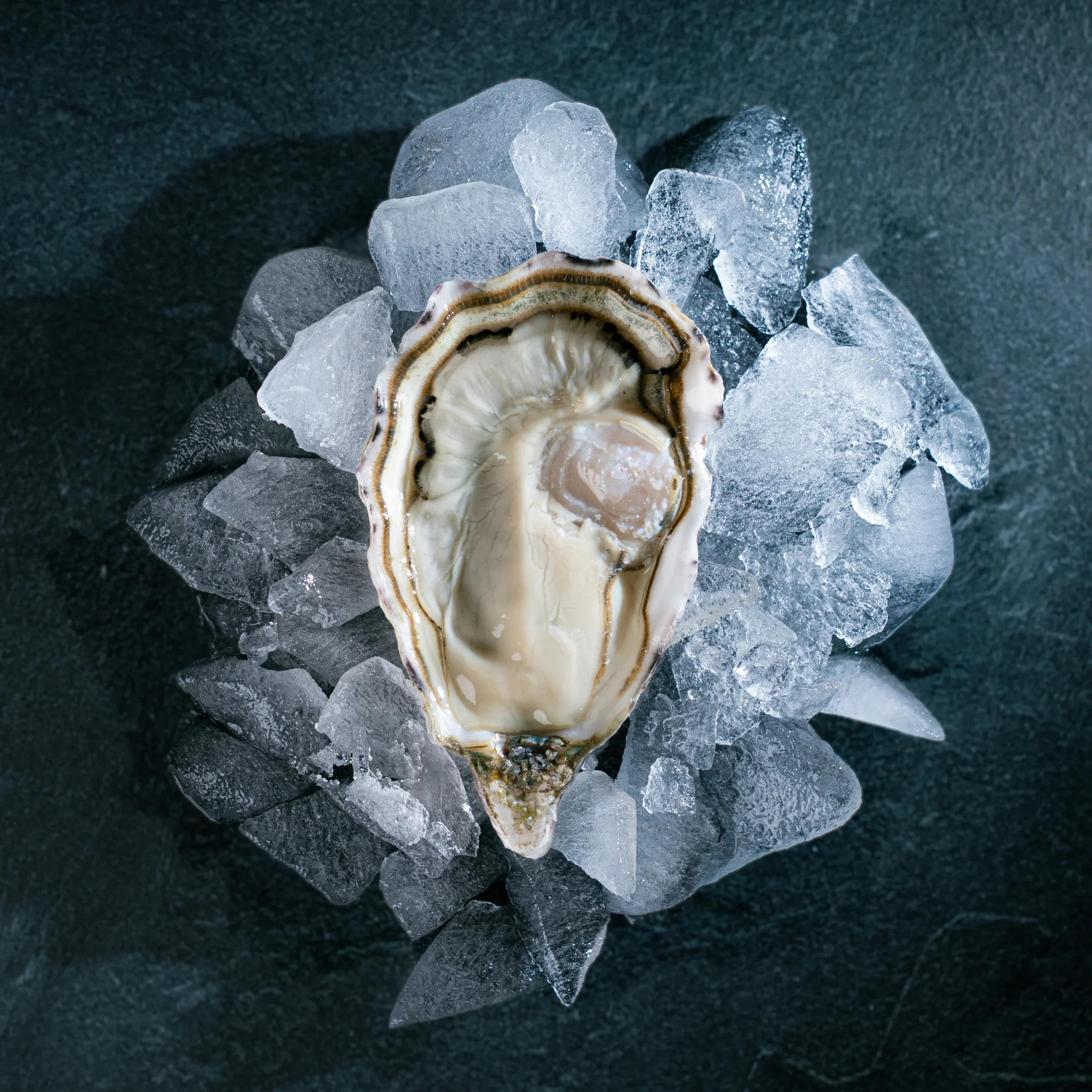 Huitres poget fort boyard