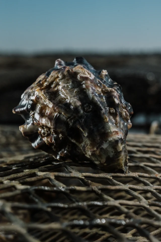 Huitres poget la p tiote