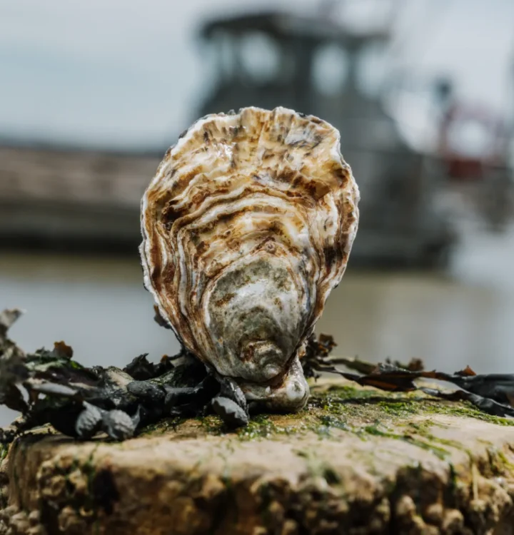 Huitres poget la p tiote