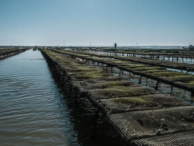 Nos huitres fines galon d or