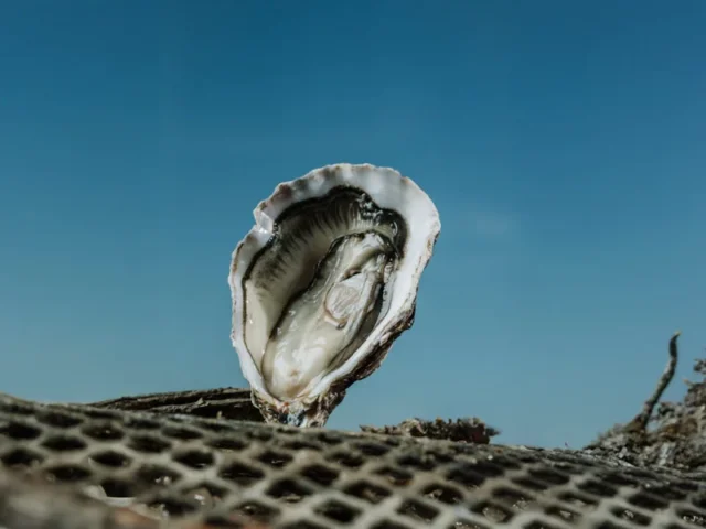 Nos huitres fines galon d or