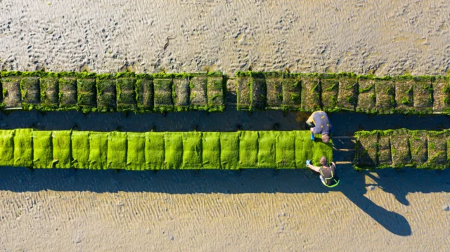 Nos huitres speciales l exquise 3 2