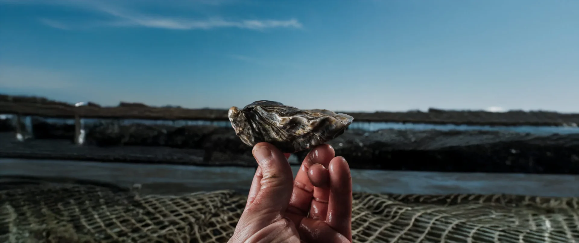 Nos huitres speciales l exquise